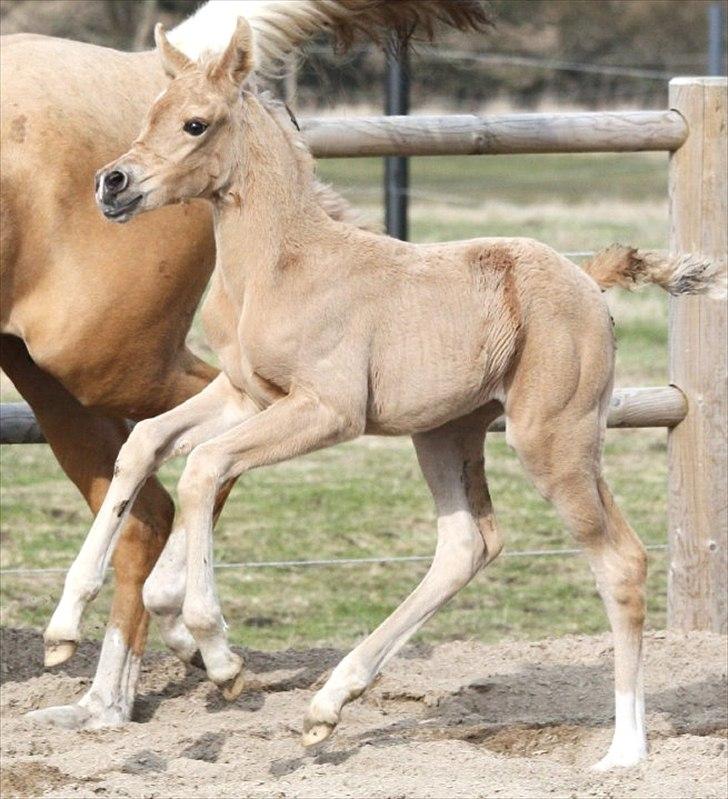 Palomino Araber:  Majidah solgt i 2014 billede 15