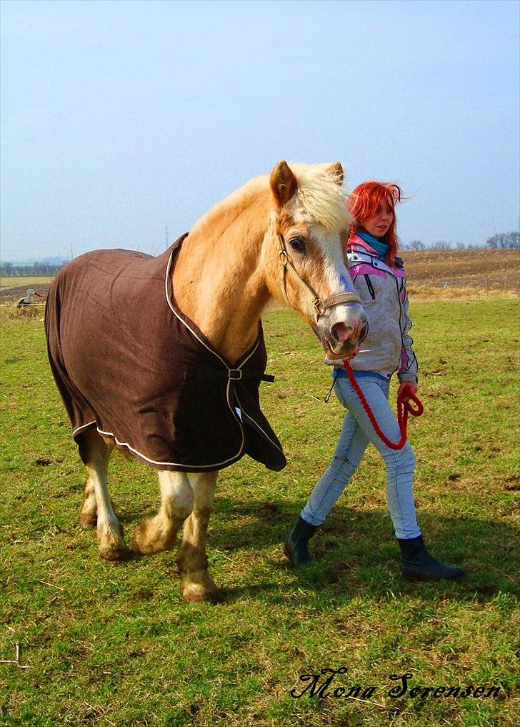 Tyroler Haflinger Anton himmelhest  billede 4