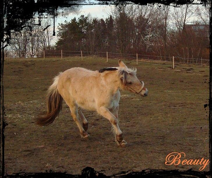 Fjordhest Beauty Granly billede 17