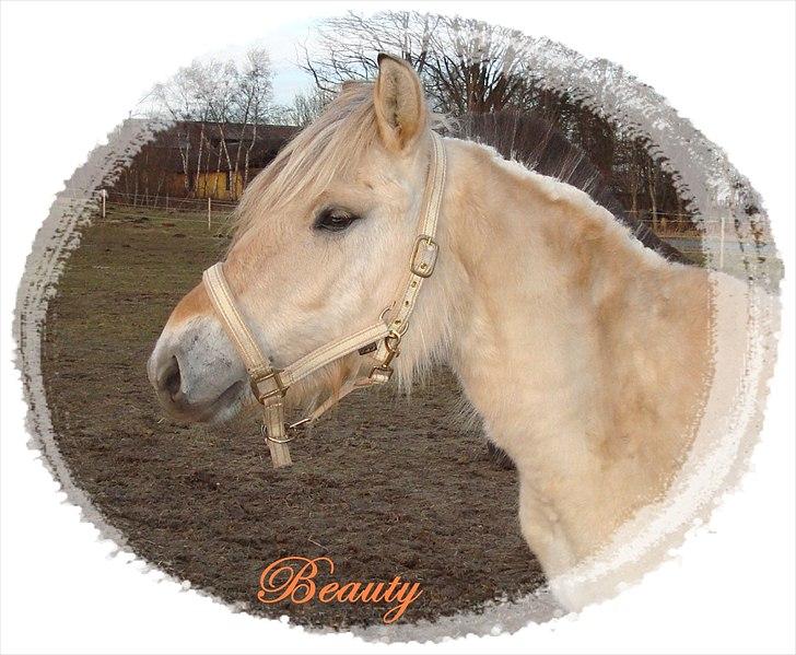 Fjordhest Beauty Granly billede 18