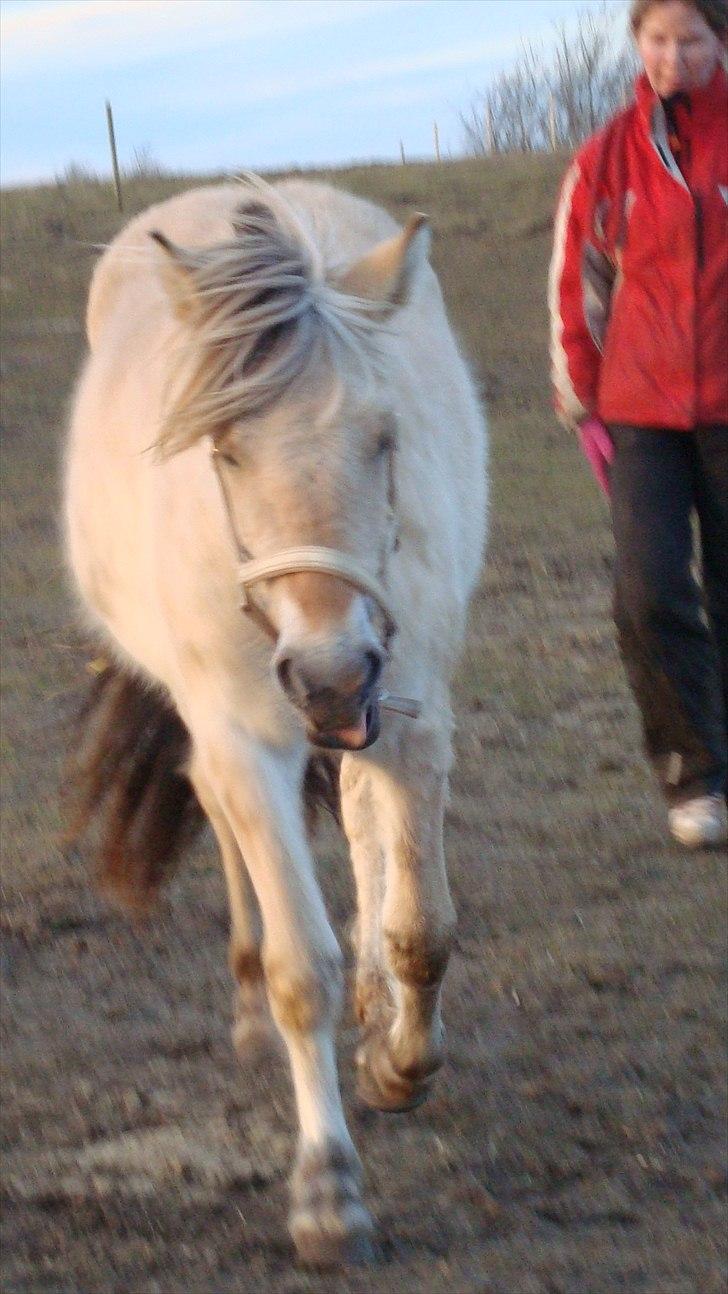 Fjordhest Beauty Granly billede 19