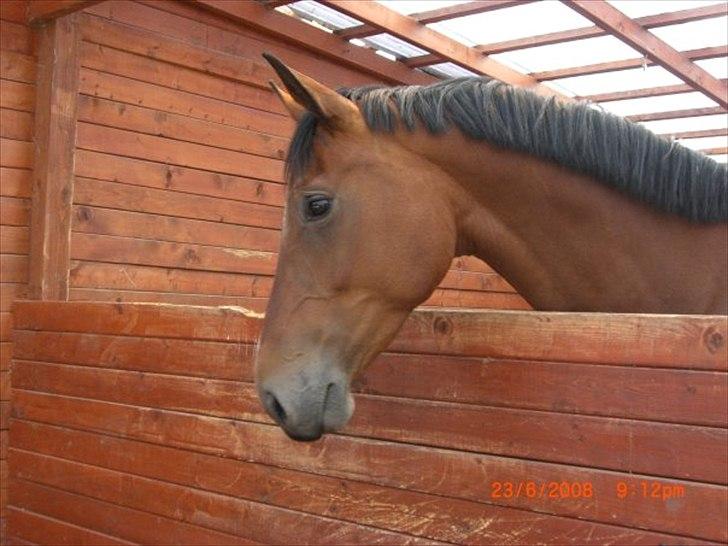 Holstener Canberra billede 14