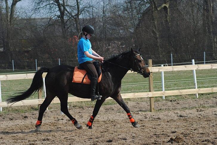 Hollandsk Sportspony Dutch Fidelia (Delle) (tidl. part) - Smukke pony *; Foto: MSP billede 4