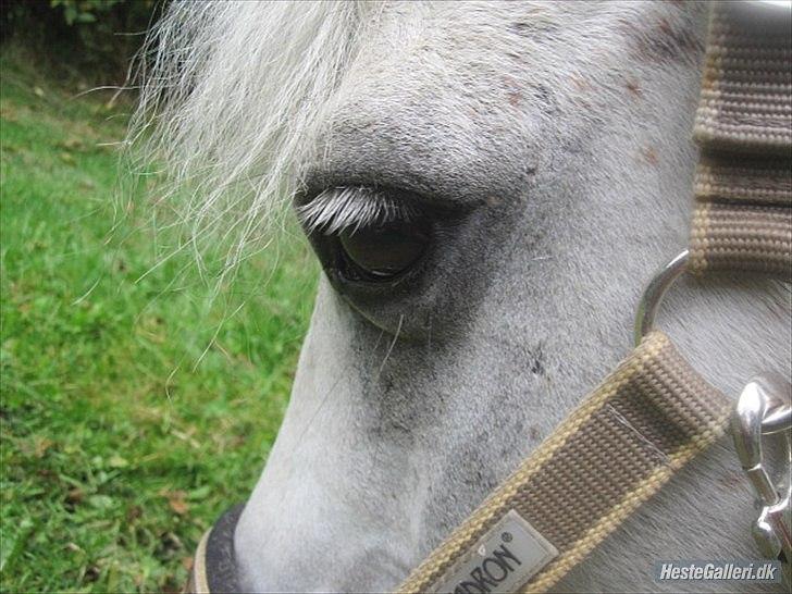 Welsh Mountain (sec A) Elvis Pony  - smuksakkens øje<3 foto: mig billede 16