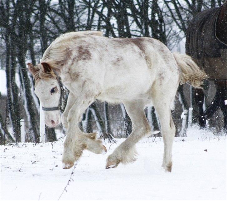 Irish Cob Johnatan billede 15