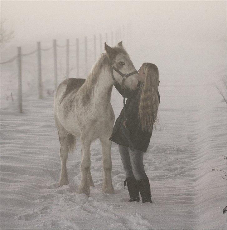 Irish Cob Johnatan billede 16