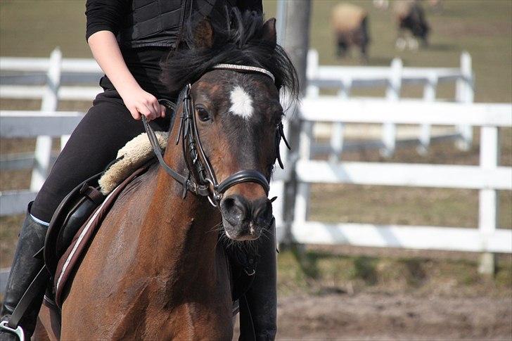 Welsh Pony af Cob-type (sec C) Gribsvads Tango<3 R.I.P - min lille lango 
ELSKER DIG<3<3 billede 14