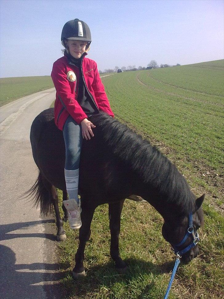 Welsh Mountain (sec A) * * * *Chanti* * * * my prinses ever <3<3<3<3<3333 - Den første dejlig forårsdag 2011 billede 10