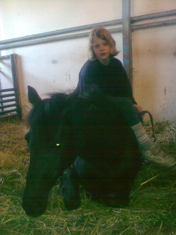 Welsh Mountain (sec A) * * * *Chanti* * * * my prinses ever <3<3<3<3<3333 - Chanti bliver bare liggende i boksen selv om jeg går ind billede 11