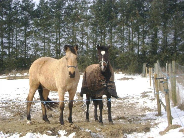 Anden særlig race Noma - Vinter 2011 billede 3