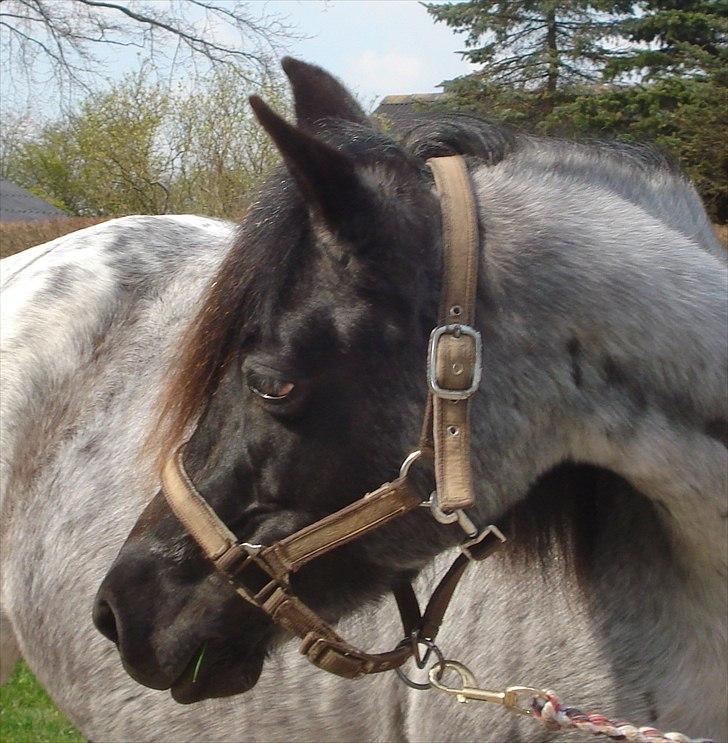 DSP Elmegaardens Lady Marion (Lotte) - Velkommen til Lady Marion´s profil billede 1