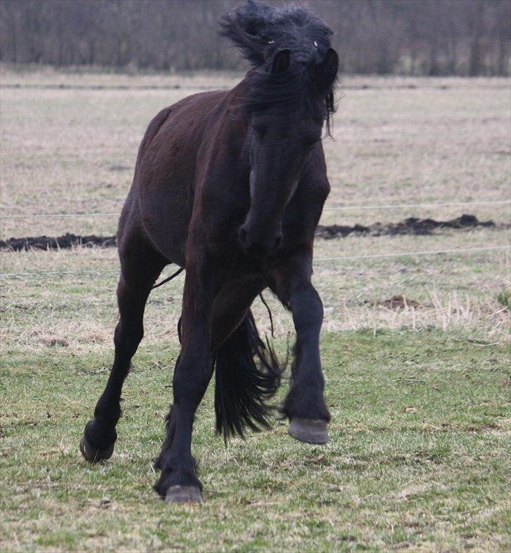 Barockpinto First Knight  billede 19