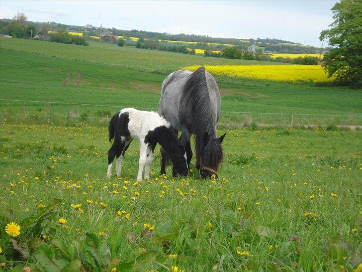 DSP Elmegaardens Lady Marion (Lotte) - Lady Marion med sit afkom Elmegaardens Contrast (2 uger gammel) billede 2