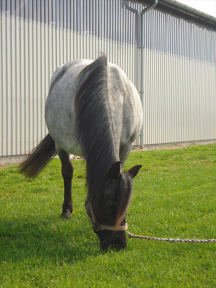DSP Elmegaardens Lady Marion (Lotte) billede 3