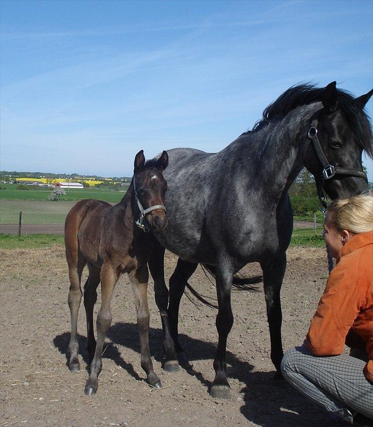 DSP Elmegaardens Lady Marion (Lotte) - Lady Marion med sit afkom Elmegaardens Asterix billede 4