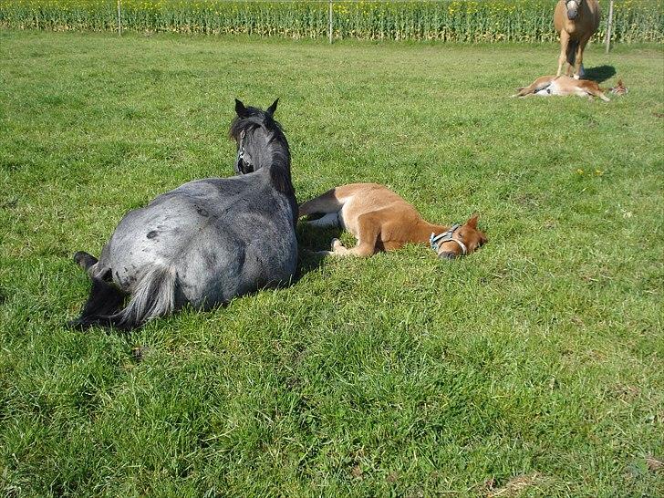 DSP Elmegaardens Lady Marion (Lotte) -  Lady Marion med sit afkom Elmegaardens Yatzy (2 mdr. gammel) billede 5