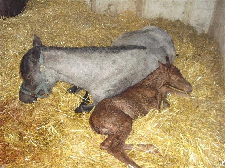 DSP Elmegaardens Lady Marion (Lotte) - Lady Marion med sit afkom Elmegaardens Yatzy (5 minutter gammel) billede 6