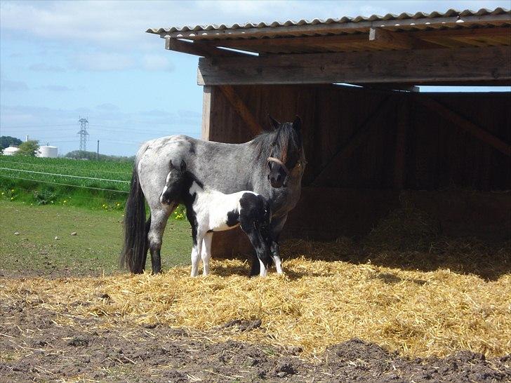 DSP Elmegaardens Lady Marion (Lotte) - Lady Marion med sit afkom Elmegaardens Contrast (1 time gammel) billede 7