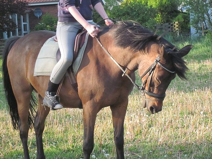 Anden særlig race Josefine *Min Prinsesse* - 'min stjerne hest!' <3 billede 6