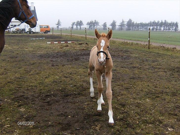 Palomino Golden Lobell R.I.P - første ude tur så skal man da have en lille madpakke med sig billede 10