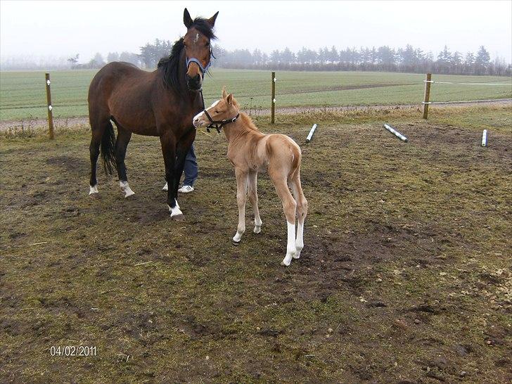 Palomino Golden Lobell R.I.P billede 11