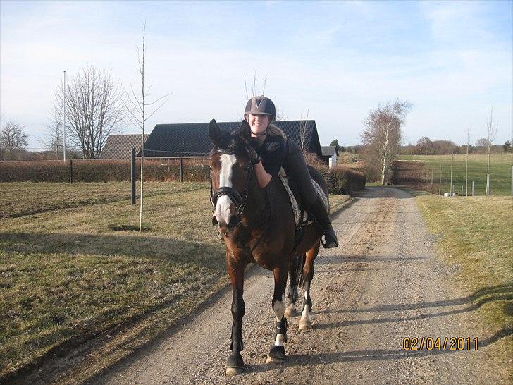 Dansk Varmblod Fifi<33 billede 3