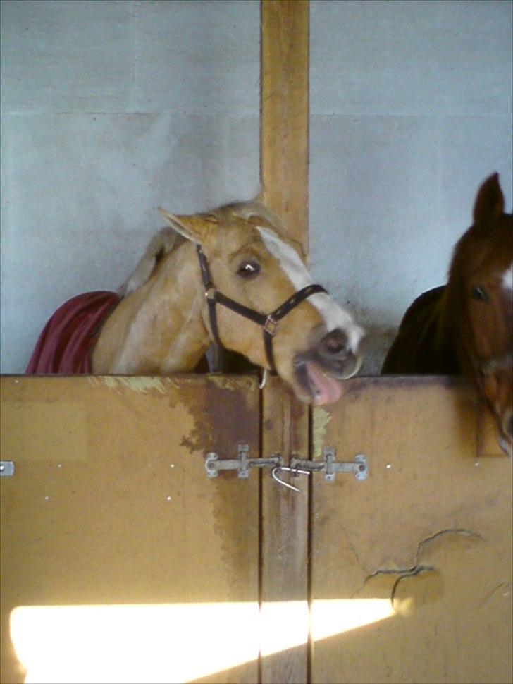 Welsh Cob (sec D) Paddy`s Voice - Man skal da drille Paprika bare lidt billede 4