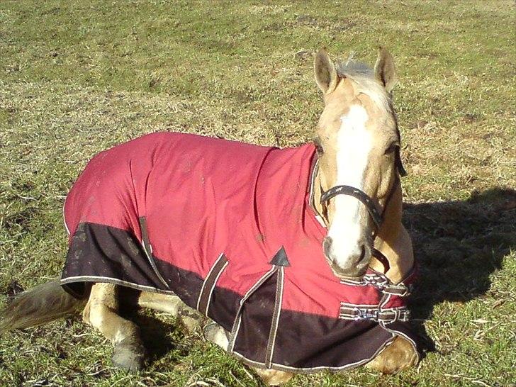 Welsh Cob (sec D) Paddy`s Voice billede 5