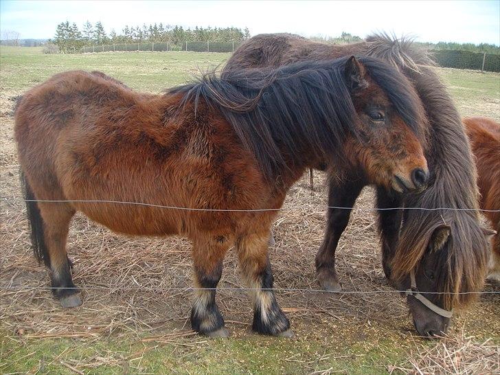Anden særlig race Jolly - NYT billede 11