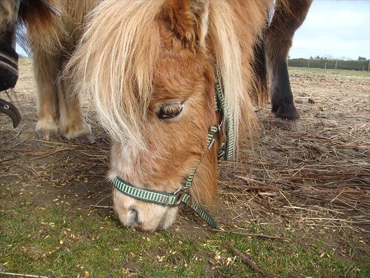Miniature Thunder  - nyt billede 4