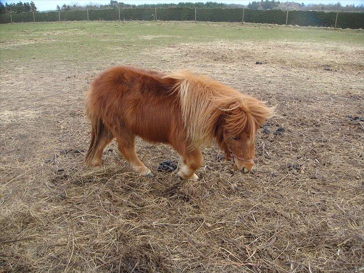 Shetlænder fiona   - 2011 2/4 NYT billede 9