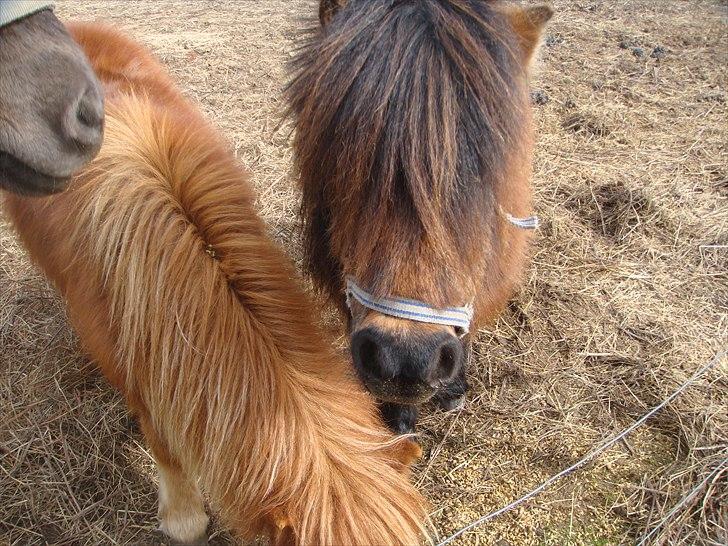 Shetlænder Andrea   - NYT :) billede 14