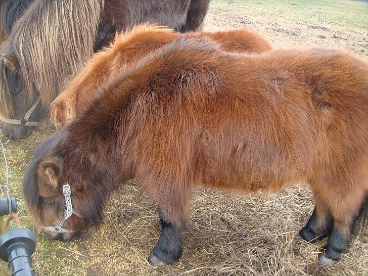 Shetlænder Andrea   - NYT 2/4 2011 billede 15