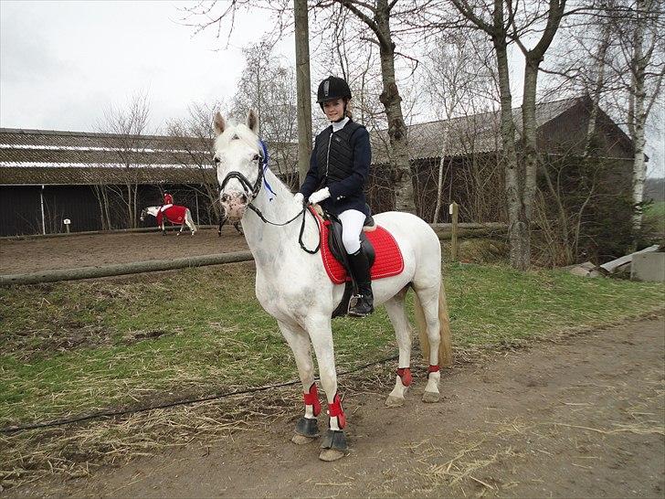 Knabstrupper Zeba ;D billede 13