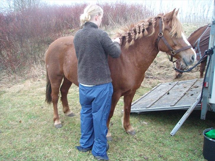 New Forest Perle! Solgt):<3 - Perle til hendes første stævne <3<3 Det sidste bliver ordnet <3 billede 15