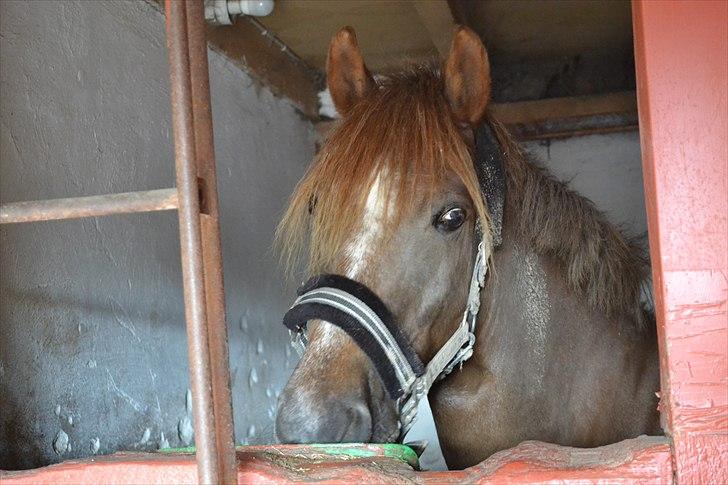 New Forest Lundemarksgårds Ild Opal - Ild opal i boksen::-_) billede 18