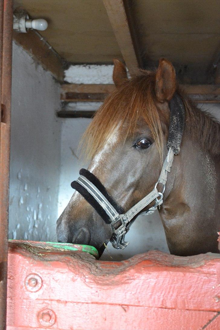 New Forest Lundemarksgårds Ild Opal - Smukke Ild Opal<3 billede 19