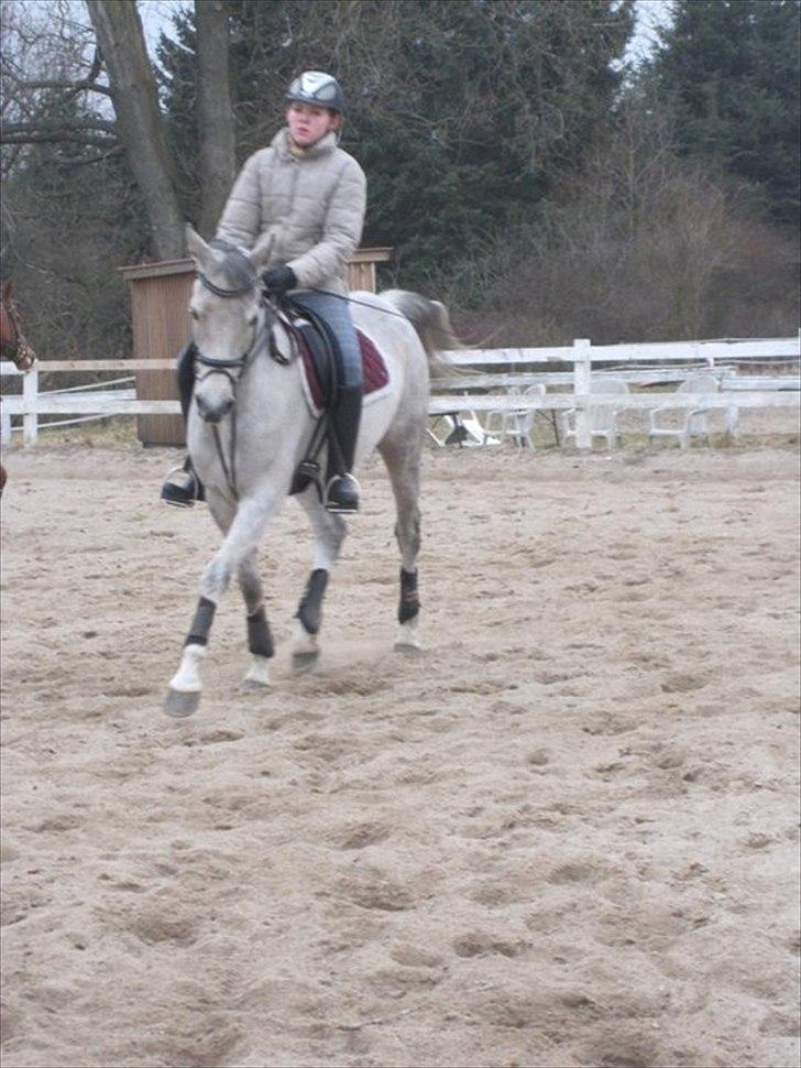 Arabisk fuldblod (OX) IS Anushka OX - :) Taget af Mathilde Christiansen. billede 13