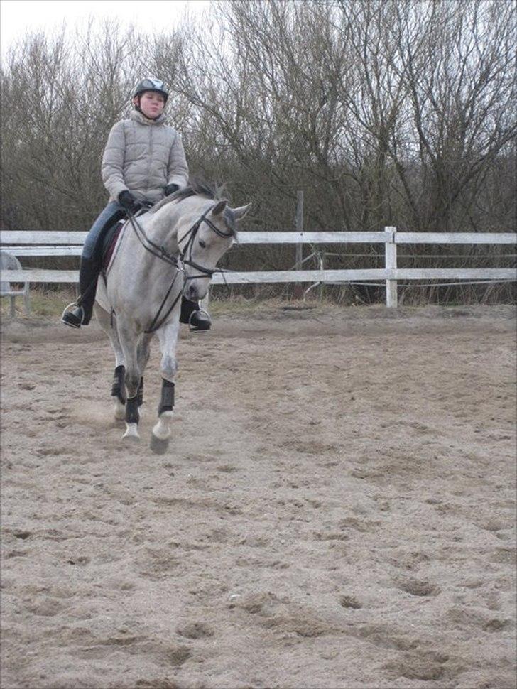 Arabisk fuldblod (OX) IS Anushka OX - Taget af Mathilde Christiansen. billede 14