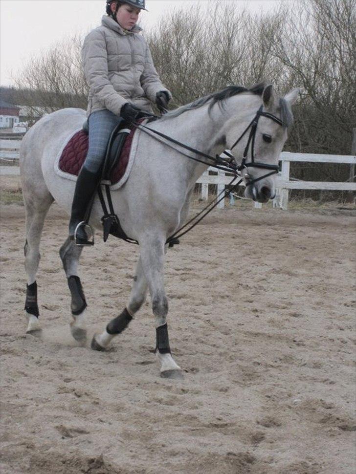 Arabisk fuldblod (OX) IS Anushka OX - Taget af Mathilde Christiansen. billede 15