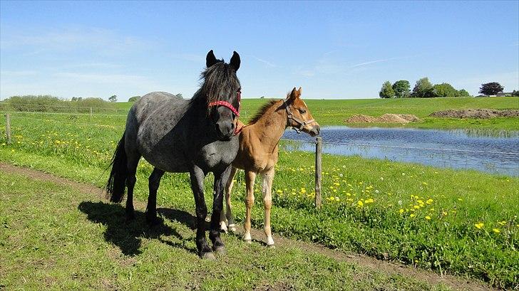 DSP Elmegaardens Lady Marion (Lotte) - Lady Marion med sit afkom Elmegaardens Madicken (ca. 3 mdr) billede 8