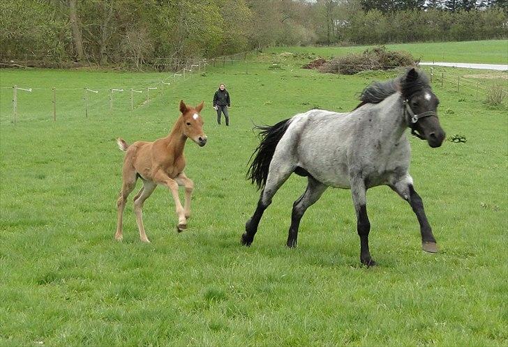 DSP Elmegaardens Lady Marion (Lotte) - Lady Marion med sit afkom Elmegaardens Madicken (ca. 1 uge gammel) billede 9
