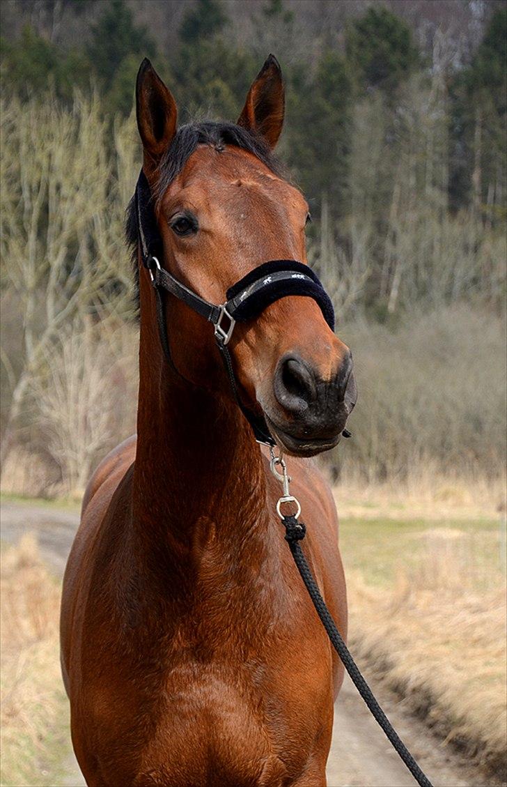 Tysk Varmblod Stald Mejses Rolex billede 9