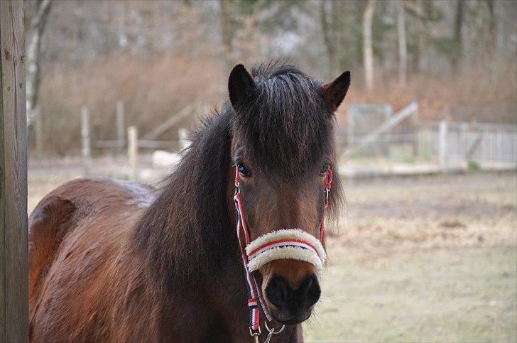 Islænder Brana fra Lillien billede 13