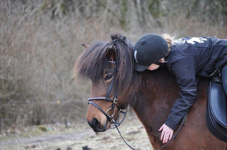 Islænder Brana fra Lillien billede 12