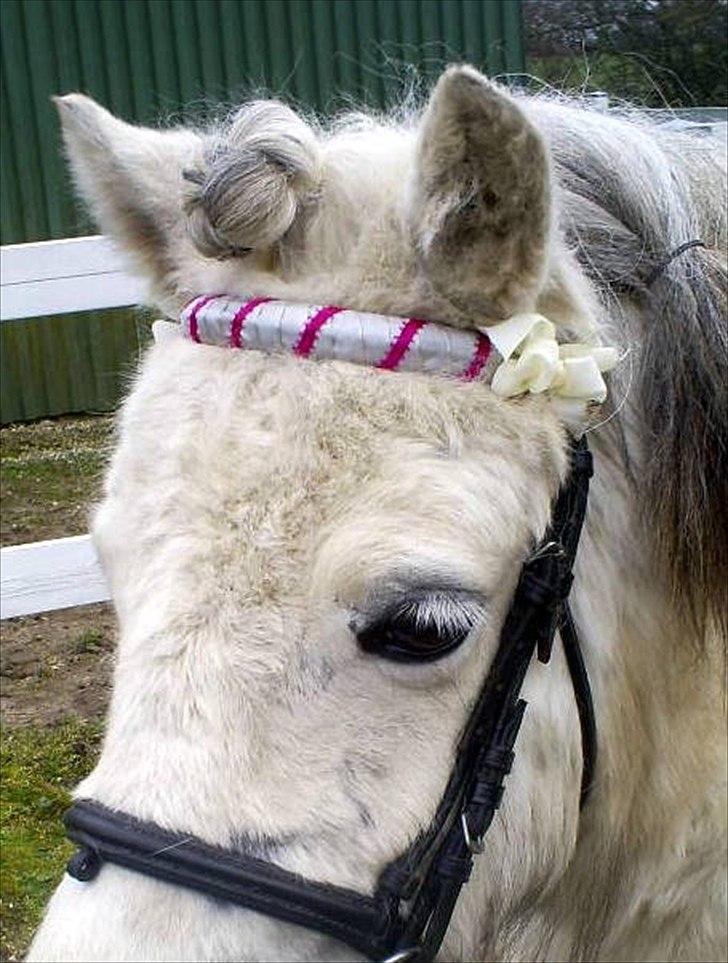 Anden særlig race Hygums Kiki - Hun er en søjde lille en, lig en kommentar :-) billede 19