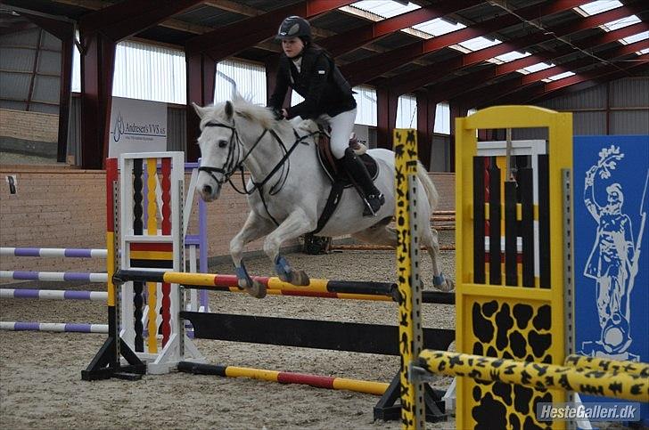 Anden særlig race SILVER - solgt billede 5