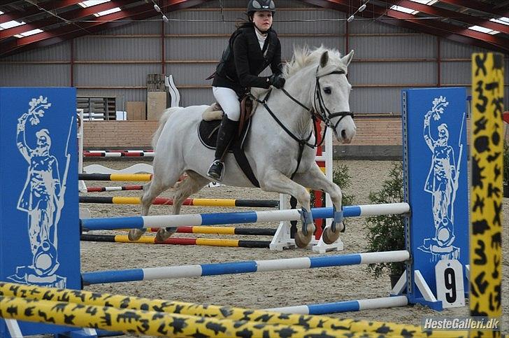 Anden særlig race SILVER - solgt billede 6