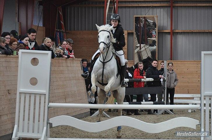 Anden særlig race SILVER - solgt billede 7