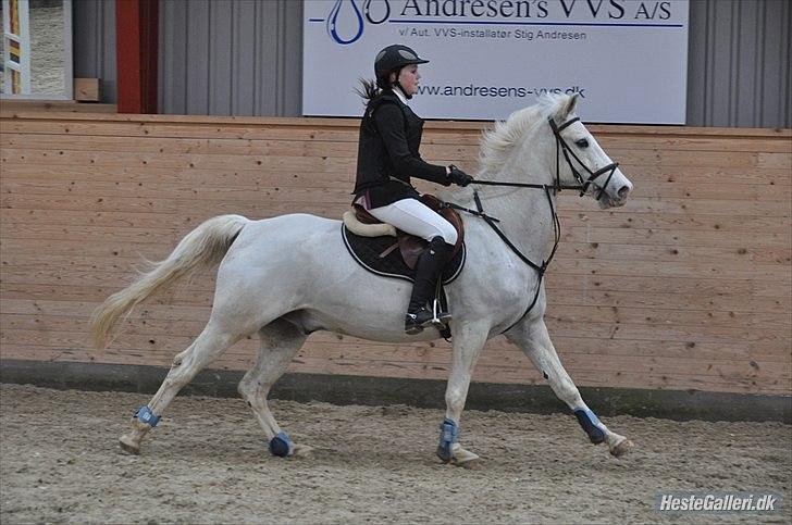 Anden særlig race SILVER - solgt billede 8